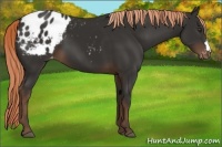 Horse Color:Liver Chestnut Appaloosa 
