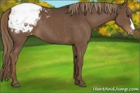 Horse Color:Liver Chestnut Appaloosa 