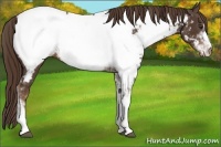 Horse Color:Liver Chestnut Sabino Appaloosa Rabicano 