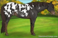 Horse Color:Liver Chestnut Appaloosa 