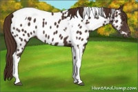 Horse Color:Liver Chestnut Tobiano Near Leopard
