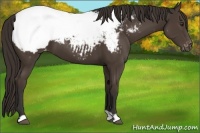 Horse Color:Liver Chestnut Appaloosa 