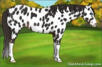 Horse Color:Liver Chestnut Splash Frame Appaloosa 