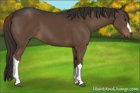 Horse Color:Liver Chestnut 