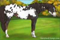 Horse Color:Liver Chestnut Frame Appaloosa 
