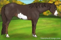 Horse Color:Liver Chestnut Frame