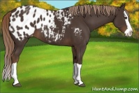 Horse Color:Liver Chestnut Splash Appaloosa 