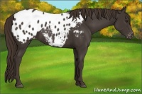 Horse Color:Liver Chestnut Appaloosa 