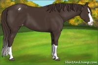 Horse Color:Liver Chestnut Splash Appaloosa 