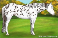 Horse Color:Liver Chestnut Splash Appaloosa 