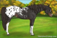 Horse Color:Liver Chestnut Appaloosa 