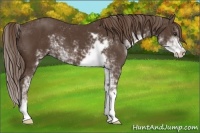 Horse Color:Liver Chestnut Sabino 