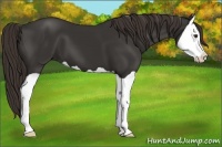 Horse Color:Liver Chestnut Splash 