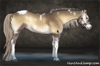 Horse Color:White Spotted Chocolate Palomino Onyx Tobiano Rabicano