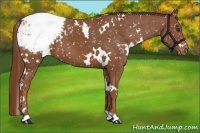Horse Color:White Spotted Chestnut Appaloosa 