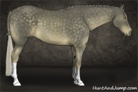 Horse Color:Chocolate Palomino 