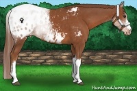 Horse Color:Chestnut Appaloosa