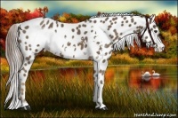 Horse Color:Chocolate Palomino Frame Appaloosa 