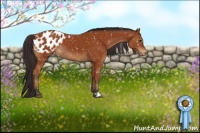 Horse Color:Bay Appaloosa