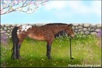 Horse Color:Bay Appaloosa Rabicano 