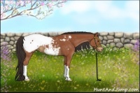 Horse Color:Bay Appaloosa 