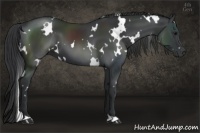 Horse Color:White Spotted Black