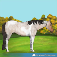 Horse Color:Bay Roan Dun Tobiano