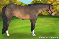 Horse Color:Buckskin 
