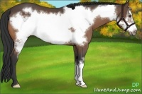 Horse Color:Buckskin Frame 