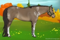Horse Color:White Spotted Liver Red Dun Sabino 