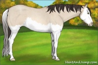 Horse Color:Amber Champagne Roan Dun Splash