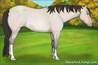 Horse Color:Amber Champagne Roan Dun