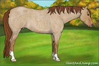 Horse Color:Red Dun Roan