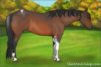 Horse Color:Bay Roan Tobiano