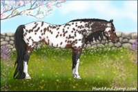 Horse Color:Brown Appaloosa 