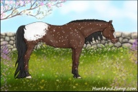 Horse Color:Bay Appaloosa 