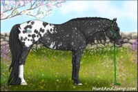 Horse Color:Black Appaloosa 
