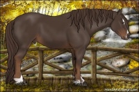Horse Color:Liver Chestnut Sabino 