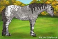 Horse Color:Grullo Ice Appaloosa 