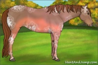 Horse Color:Chestnut Ice 