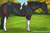 Horse Color:Black Tobiano