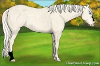 Horse Color:Cremello Ice 