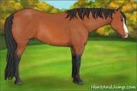 Horse Color:Bay Splash 