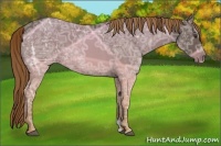 Horse Color:Liver Chestnut Ice 