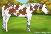 Horse Color:White Spotted Silver Bay Splash