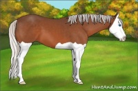 Horse Color:Silver Bay Splash