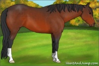 Horse Color:Brown 