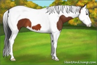 Horse Color:Bay Splash Tobiano 