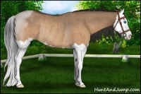 Horse Color:Brown Roan Dun Splash Rabicano Brindle
