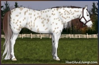 Horse Color:Bay Roan Dun Splash Near Leopard Rabicano Brindle 